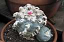 LOPHOPHORA WILLIAMSII_3.jpg